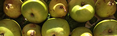 Roundhay garden apples and pears. © Martin Belderson