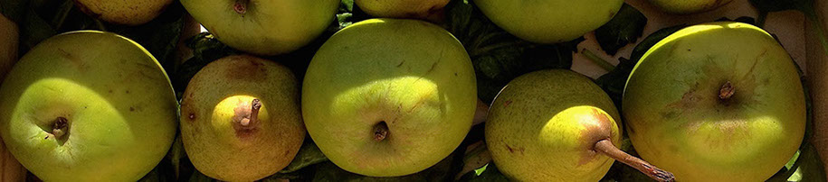 Roundhay garden apples & pears. © Martin Belderson