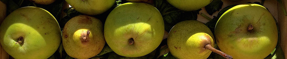 Roundhay garden apples & pears. © Martin Belderson