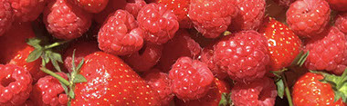 Roundhay garden strawberries and loganberries. © Martin Belderson