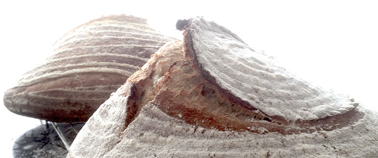 Sourdough boules. © Martin Belderson